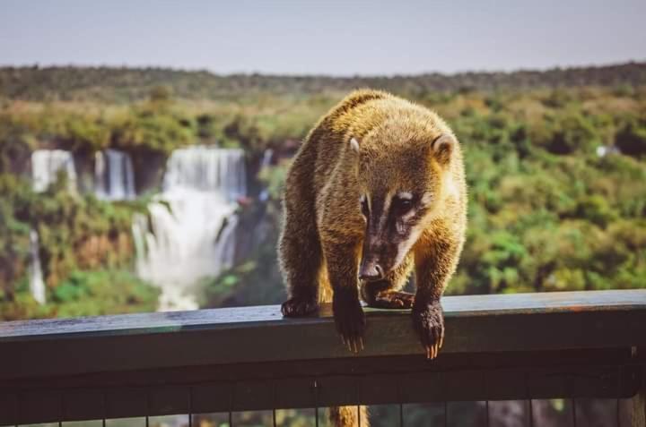 Hostel Loli Puerto Iguazú Eksteriør bilde